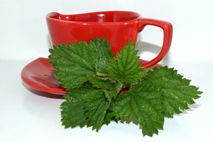 Nettles gyógyítja a betegséget - közgazdaságtan vostruhi (hagyományos orvoslás) Nettles gyógyítja a betegséget - közgazdaságtan vostruhi