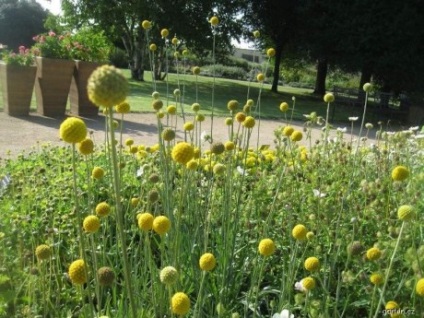 Kraspediya növekvő magról, transzplantációs a földbe, ellátás, használat