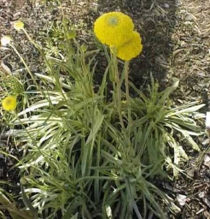 Kraspediya növekvő magról, transzplantációs a földbe, ellátás, használat