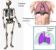 Rövid tájékoztatást az emberi anatómia és élettan