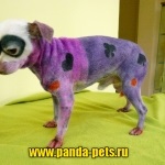 Kreatív festés kutyaprémek zoosalon panda
