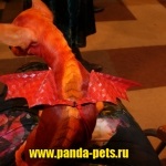 Kreatív festés kutyaprémek zoosalon panda (uszkár fodrász) Kreatív festés kutyaprémek zoosalon panda
