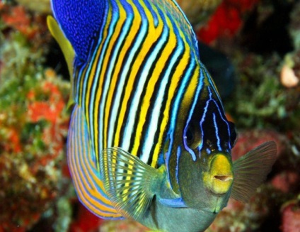 Ki az angel fish - akváriumi halak (pl) Ki az angel fish - akváriumi halak