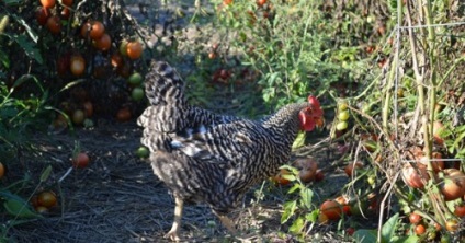 Csirke trágya műtrágya a paradicsom és uborka, video