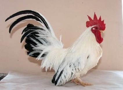 Csirkék tenyészteni Chabot, kurosayt - Mezőgazdasági