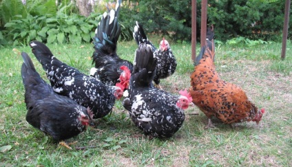 Csirkék Chabot leírása fotókkal és a fajta jellemzői