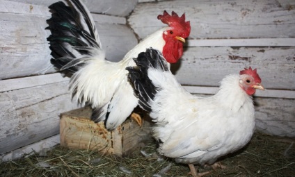 Csirkék Chabot leírása fotókkal és a fajta jellemzői