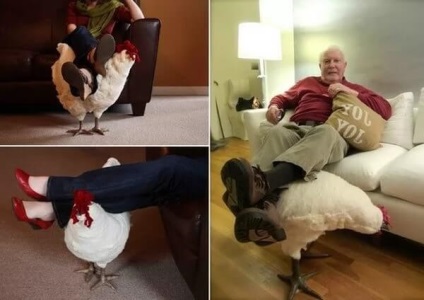 Csirke a lakásban - hogy lehet-e tartani, és milyen problémákkal fotó és videó