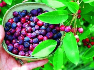 Saskatoon bokor fénykép és egy leírást, hogyan kell ültetni, és nő irgu receptek bogyós irgi (leírás) Saskatoon bokor fénykép és egy leírást, hogyan kell ültetni, és nő irgu receptek bogyós irgi