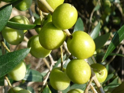 Mallorcai konyha (menü millió) mallorcai konyha