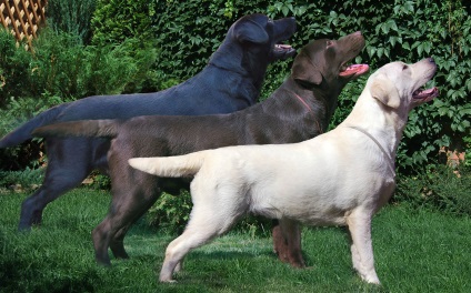 Labrador retriever jellegű, fajta leírás, képzése és állat gondozás (rock) Labrador retriever jellegű, fajta leírás, képzése és állat gondozás