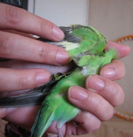 Kezelése bolhák budgies (törpepapagájok) Kezelése bolhák budgies