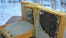 rhinitis kezelésében mézzel