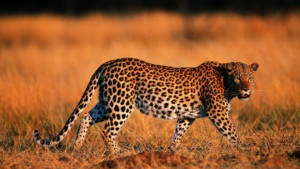 Leopard - egyszerű válaszokat bonyolult kérdésekre (Habitat Leopard) Leopard - egyszerű válaszokat bonyolult kérdésekre