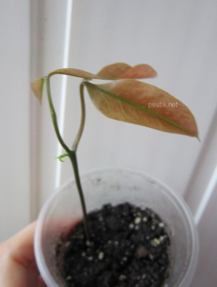 Litchi csont (csont) Licsi származó gödrök