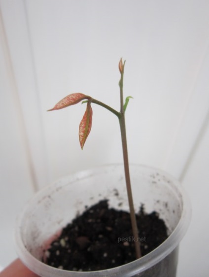 Litchi csont (csont) Licsi származó gödrök