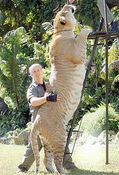 Liger - a legnagyobb macska - vadon világ
