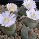 Lithops gondozás és karbantartás (öntözés, ültetés, reprodukció, betegség)