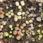 Lithops gondozás és karbantartás (öntözés, ültetés, reprodukció, betegség)