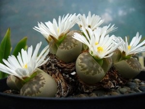 Lithops gondozás és karbantartás (öntözés, ültetés, reprodukció, betegség)