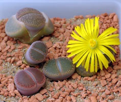 Lithops karbantartás, szorzás, az átültetést