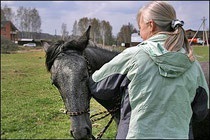 Ló falatok - helyszíni képzést lovak