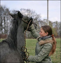 Ló falatok - helyszíni képzést lovak