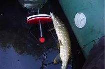 Pike halászat Popper (fonás fogás csuka) Catching csuka popper