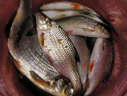 Horgászat tavasszal aránya a csalit
