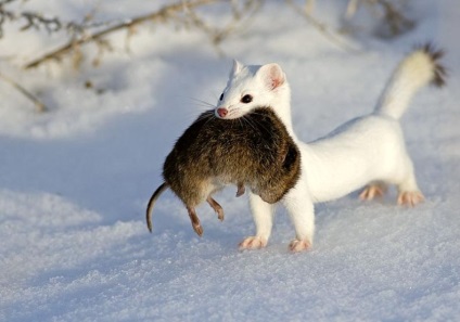 Curious ermine (ermine) kíváncsi hermelin