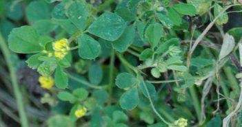 A lucerna, mint a zöld trágya tulajdonságai és ellenjavallatok, amikor koca (koca) Luzern, mint zöldtrágya tulajdonságok és ellenjavallatok, mikor kell vetni