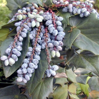 Oregon Grape fotó növények ültetése és szaporítása dugványozással, gondozás (Mahonia) Oregon Grape fotó növények ültetése és szaporítása dugványozással, gondoskodás
