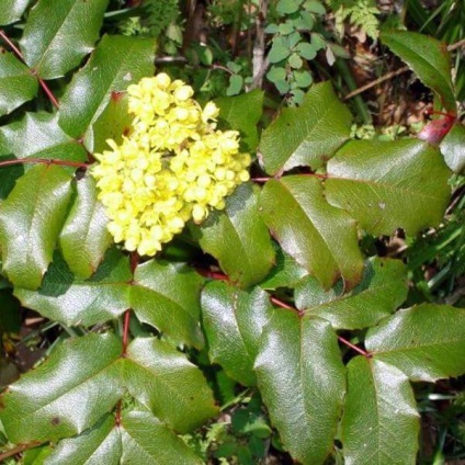 Oregon Grape fotó növények ültetése és szaporítása dugványozással, karbantartás (növények) Oregon Grape fotó növények ültetése és szaporítása dugványozással, gondoskodás