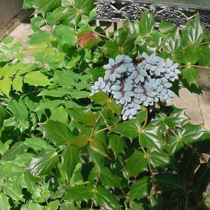 Oregon Grape fotó növények ültetése és szaporítása dugványozással, ellátás (telepítési) Oregon Grape fotó növények ültetése és szaporítása dugványozással, gondoskodás