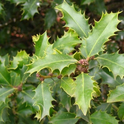 Oregon Grape fotó növények ültetése és szaporítása dugványozással, gondozás (Holm) Oregon Grape fotó növények ültetése és szaporítása dugványozással, gondoskodás