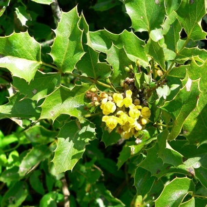 Oregon Grape fotó növények ültetése és szaporítása dugványozással, karbantartás (növények) Oregon Grape fotó növények ültetése és szaporítása dugványozással, gondoskodás