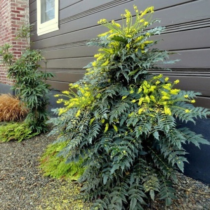 Oregon Grape fotó növények ültetése és szaporítása dugványozással, gondozás (reprodukció) Oregon Grape fotó növények ültetése és szaporítása dugványozással, gondoskodás