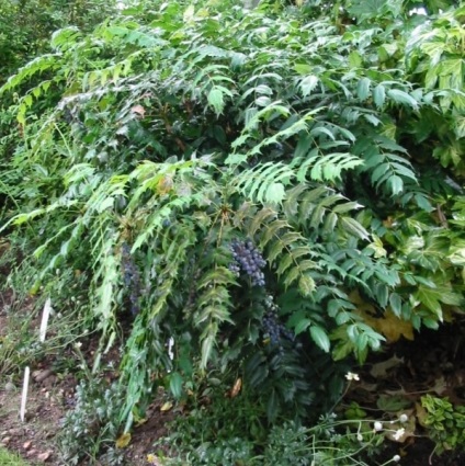Oregon Grape fotó növények ültetése és szaporítása dugványozással, gondozás (fotó) Oregon Grape fotó növények ültetése és szaporítása dugványozással, gondoskodás