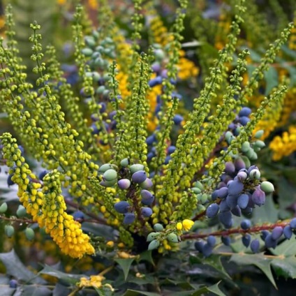 Oregon Grape fotó növények ültetése és szaporítása dugványozással, gondozás (reprodukció) Oregon Grape fotó növények ültetése és szaporítása dugványozással, gondoskodás