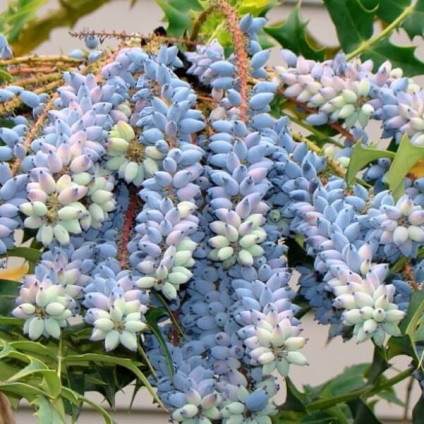 Oregon Grape fotó növények ültetése és szaporítása dugványozással, gondozás (reprodukció) Oregon Grape fotó növények ültetése és szaporítása dugványozással, gondoskodás