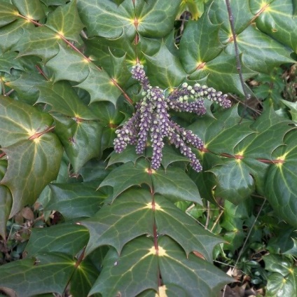 Oregon Grape fotó növények ültetése és szaporítása dugványozással, ellátás (telepítési) Oregon Grape fotó növények ültetése és szaporítása dugványozással, gondoskodás