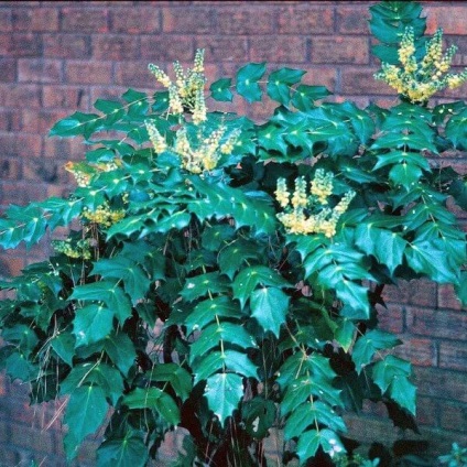 Oregon Grape fotó növények ültetése és szaporítása dugványozással, karbantartás (növények) Oregon Grape fotó növények ültetése és szaporítása dugványozással, gondoskodás