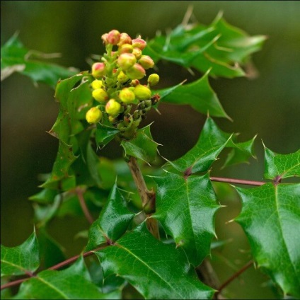 Oregon Grape fotó növények ültetése és szaporítása dugványozással, ellátás (telepítési) Oregon Grape fotó növények ültetése és szaporítása dugványozással, gondoskodás