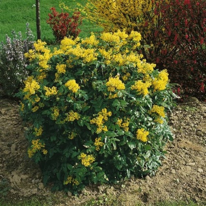 Oregon Grape kerttervezés, fotó, karbantartás, ültetés