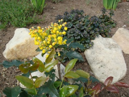 Oregon Grape kerttervezés, fotó, karbantartás, telepítés (ellátás) Oregon Grape kerttervezés, fotó, karbantartás, ültetés