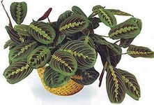 Marantaceae, Virágüzlet tanácsadás (Marantaceae növények) Marantaceae, Virágüzlet Consulting