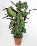 Marantaceae, termelő tanácsadás (Marantaceae) Marantaceae, Virágüzlet Consulting
