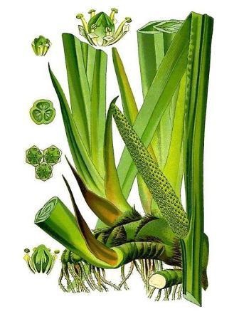 Calamus olajos kezelés