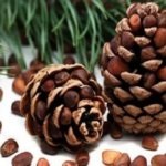 Erősítő terpentin plus használati utasítást (terpentin olaj plusz használati utasítást) Terpentin plus használati utasítás