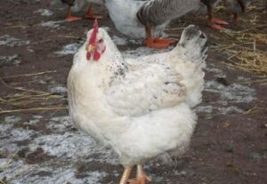 Mester szürke „csirke fajtája és annak jellemzőit, fotó, leírás